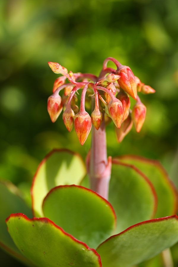 Cotyledon Macrantha Succulent And Flowers  by Joy Watson